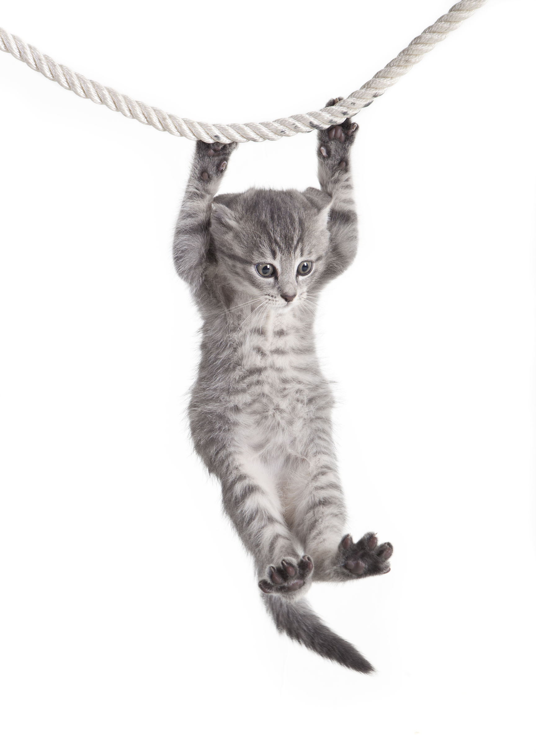 tabby cat hanging on rope