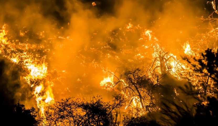 Close Up Fire Flames Embers Burning Brush and Hill in California