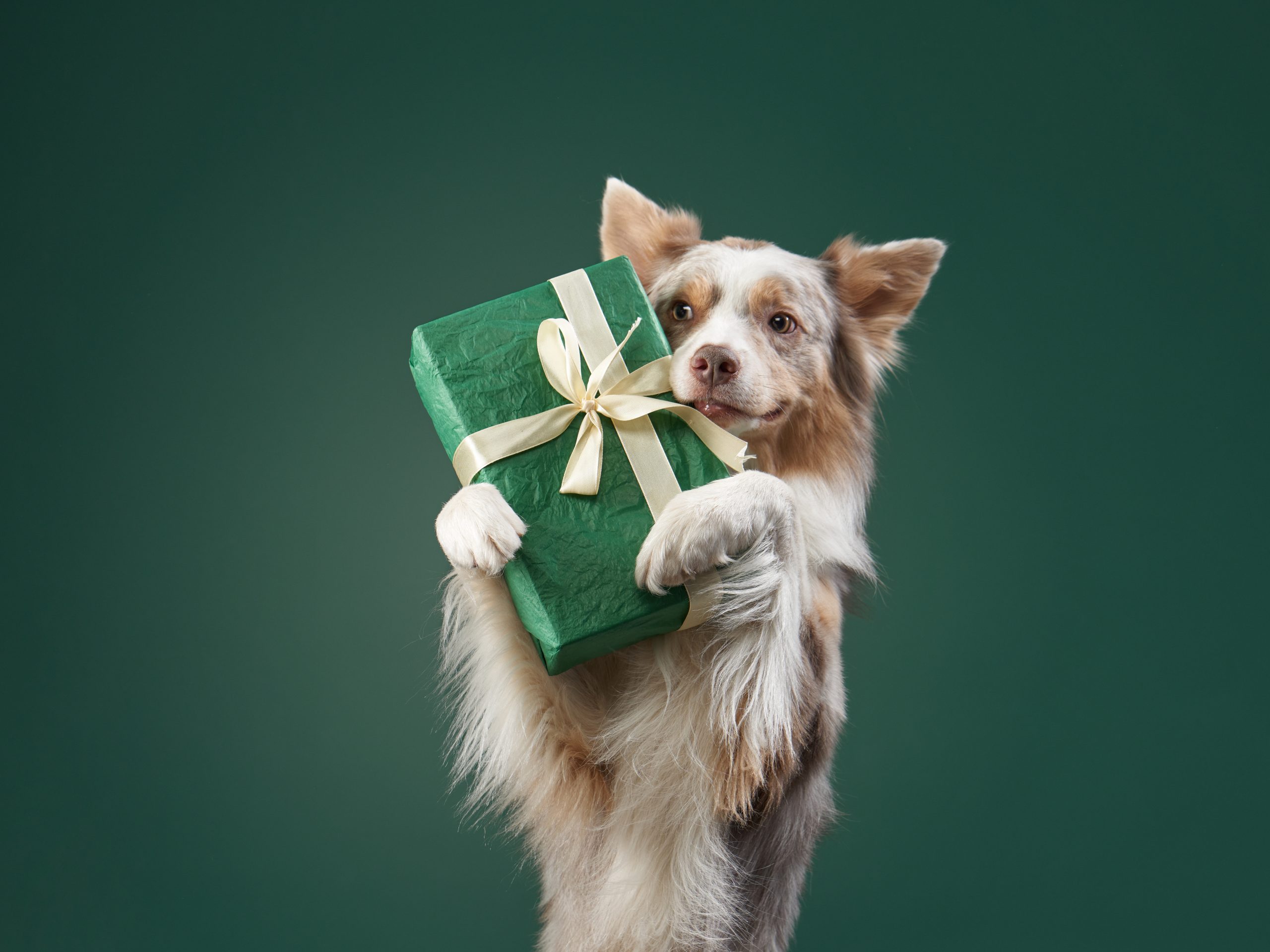 Happy dog is holding a gift. Border collie on a green background.